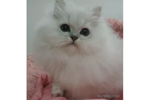 成約済の東京都のペルシャ(チンチラ)-104277の3枚目